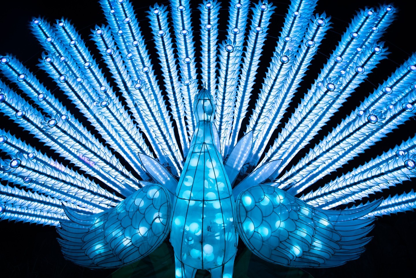 Peacock with tail spread made of blue lights.