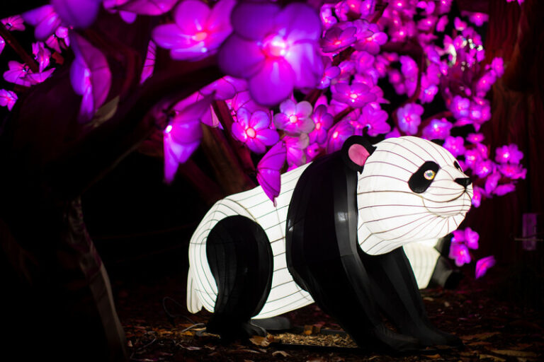 Large black and white lantern in shape of a panda bear with fuschia-colored, leaf-shaped leaves behind.