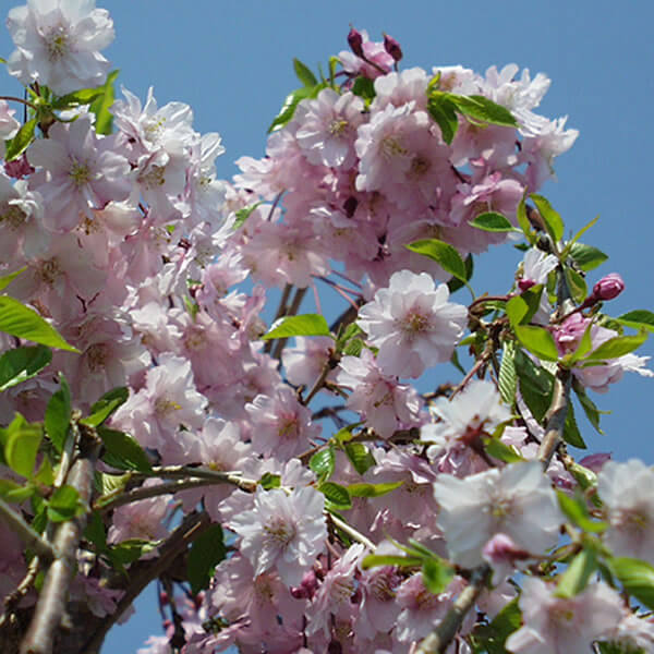 Pink cherry blossoms with green leaves against a blue sky.
